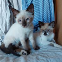 Karlchen und Prinz