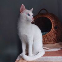 Kira