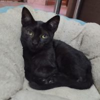 Linus