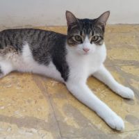Bruno