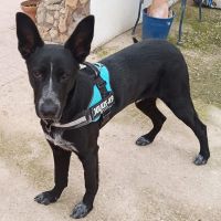 Moro