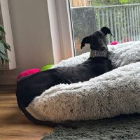 Sam
