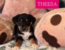Theesa