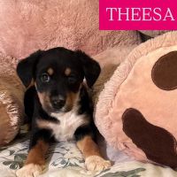 Theesa