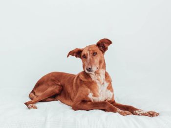 Feli